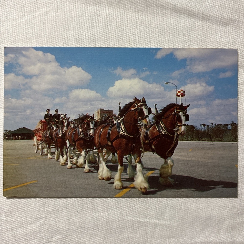 Budweiser‎ Clydesdale 8-Horse Team Postcard Busch Gardens Tampa Florida T-40